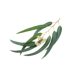Fragrance eucalyptus