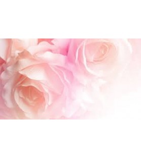Fragrance rose