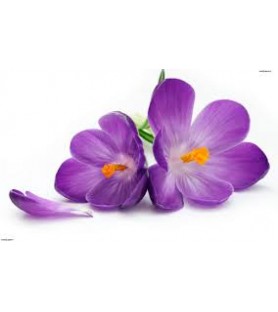 Fragrance violette