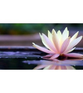 Fragrance fleur de lotus